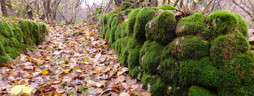 ESCURSIONI E TREKKING