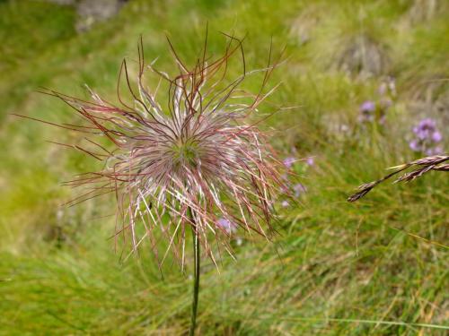 anemone pulsatilla
