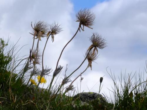 anemoni pulsatilla