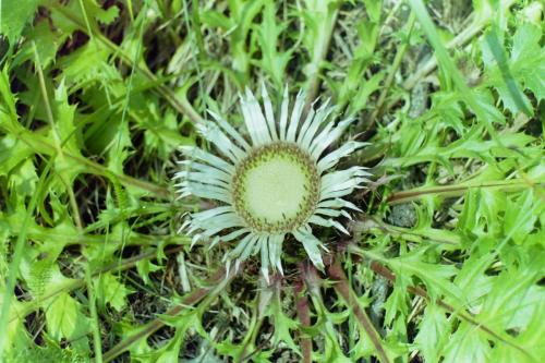 carlina acaulis