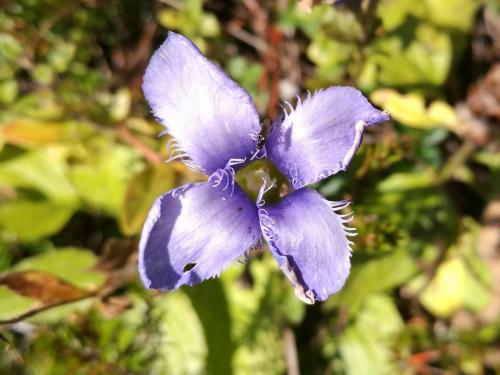 genziana sfrangiata - Copia