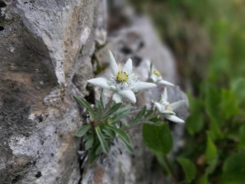 stella   alpina